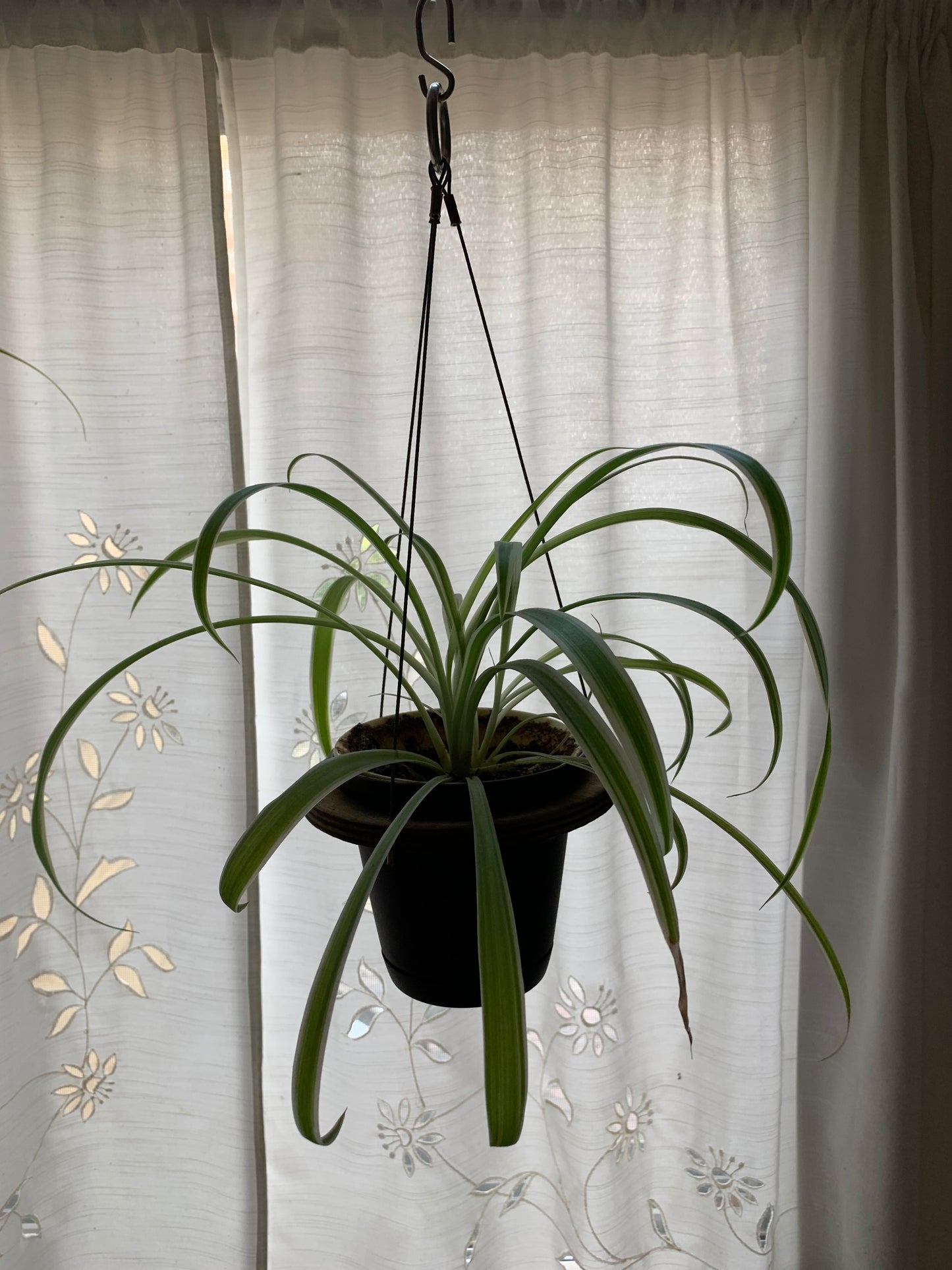 The Original Plantista Window Planter