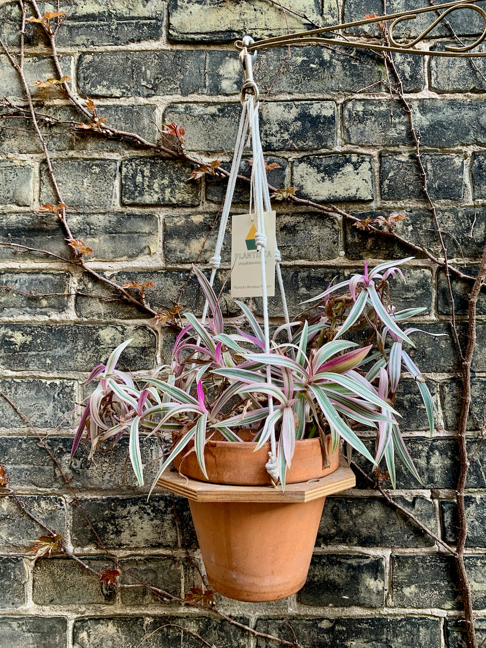 Plantista Window Planter, 6" Terra Cotta with Plant